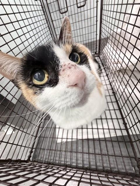 MONTANA - Domestic Short Hair available for adoption