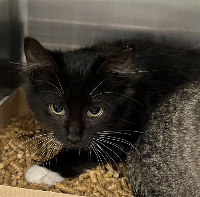 LUNA - Domestic Short Hair available for adoption