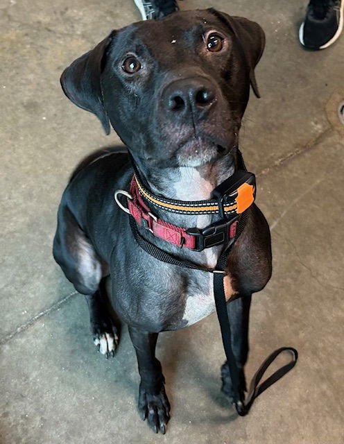 TEN - Labrador Retriever available for adoption