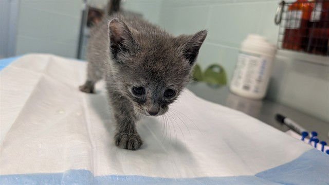 CLYDE - Domestic Short Hair available for adoption