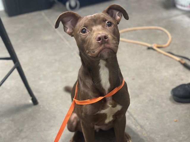 JASMINE - Labrador Retriever available for adoption