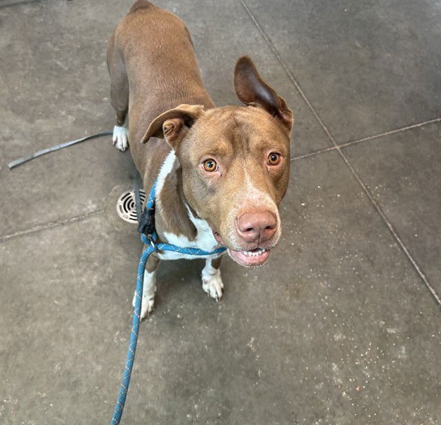 GOKU - Plott Hound available for adoption