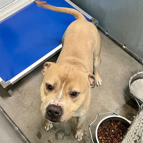 DRAKE - American Pit Bull Terrier available for adoption