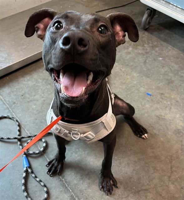 STIRLING - Pit Bull Terrier available for adoption