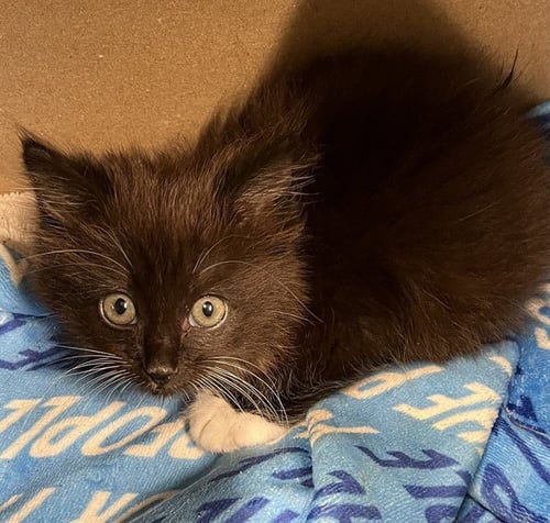 BOAT - Domestic Long Hair available for adoption