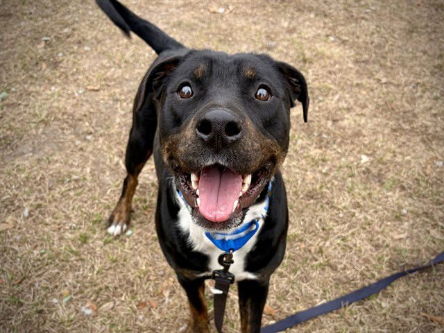 DANDELION - American Bulldog available for adoption