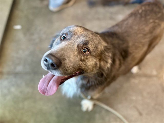 BEAU - Golden Retriever available for adoption