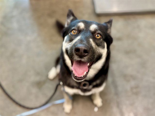 HELGA - Siberian Husky available for adoption