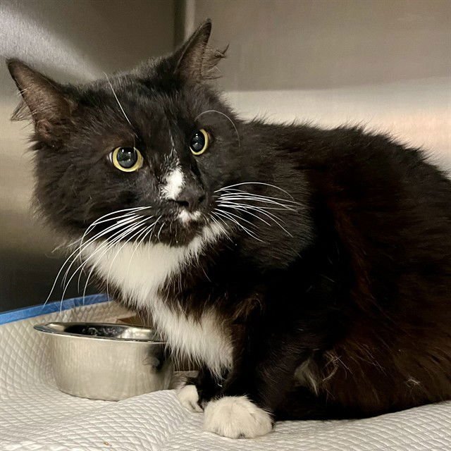 BUSTER - Domestic Medium Hair available for adoption