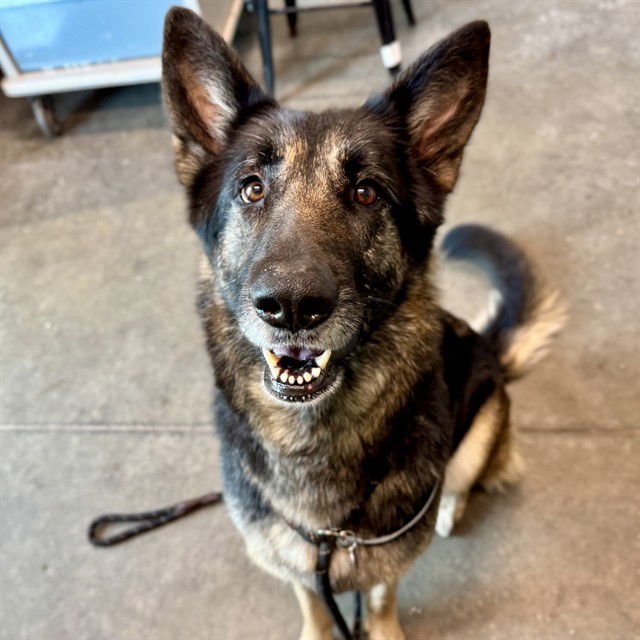 MOCA - German Shepherd Dog available for adoption