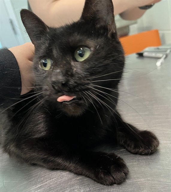 TASHA - Domestic Short Hair available for adoption