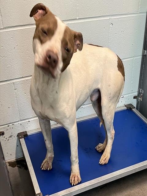 BOLT - American Staffordshire Terrier available for adoption