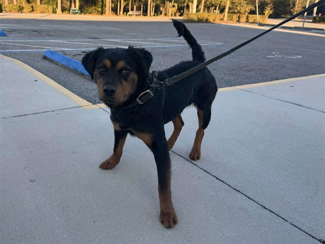 SUZY - Rottweiler available for adoption