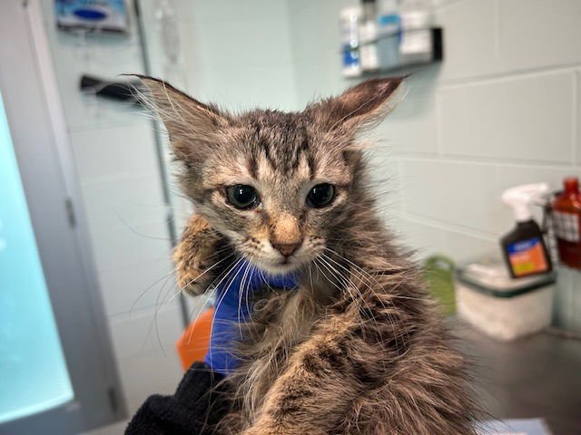 KITTEN 2 - Domestic Medium Hair available for adoption