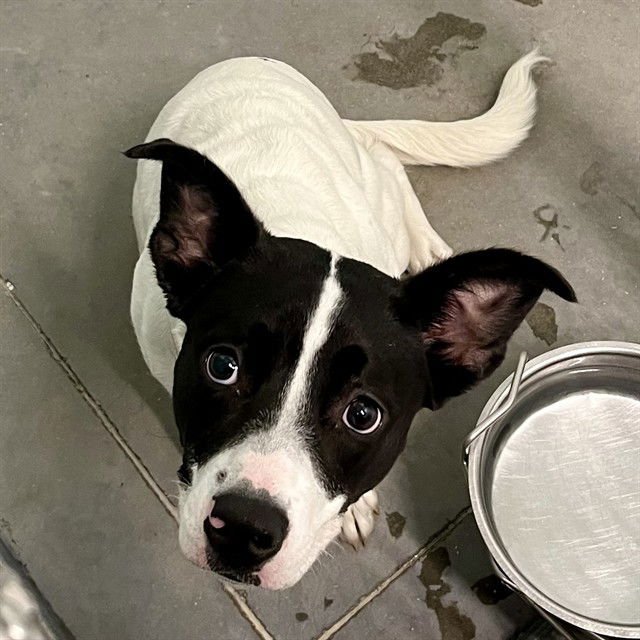 MEADOW - Smooth Fox Terrier available for adoption