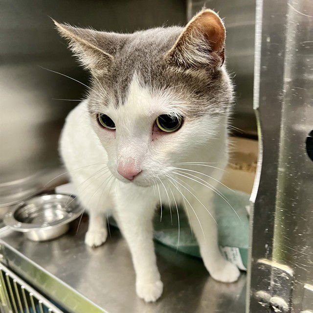 DUCKY - Domestic Short Hair available for adoption