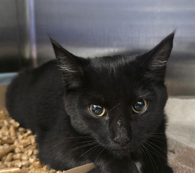 ROSE - Domestic Short Hair available for adoption