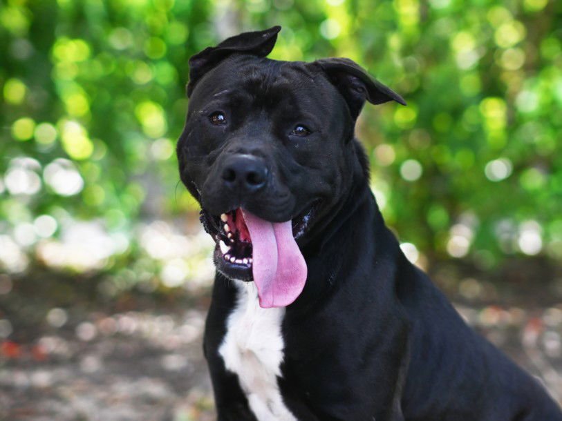 KNOT - American Staffordshire Terrier available for adoption