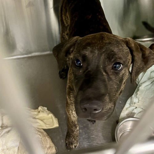 BUMPER - Plott Hound available for adoption