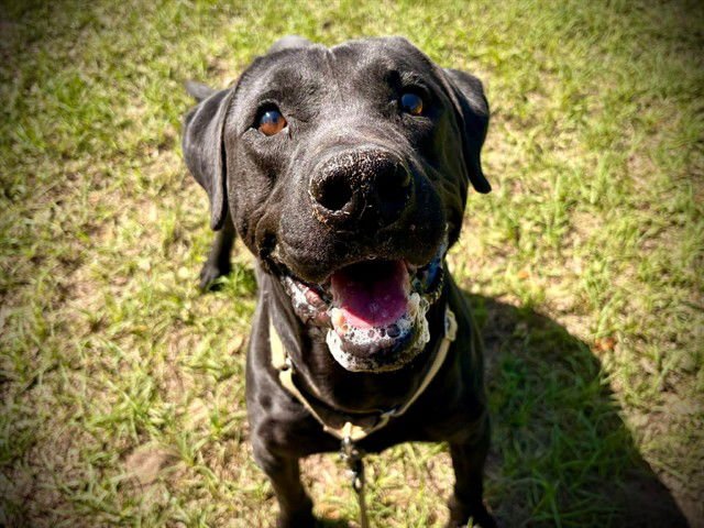 JACK - Labrador Retriever available for adoption