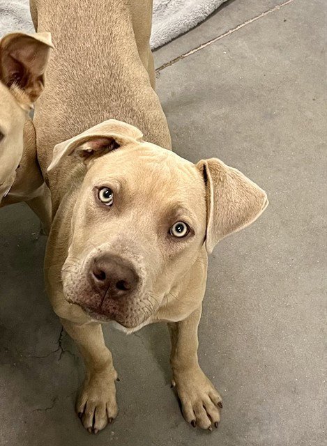 BUD - American Bulldog available for adoption