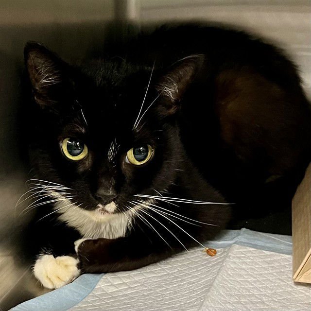 BOOMER - Domestic Short Hair available for adoption