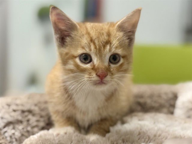 COLBY JACK - Domestic Short Hair available for adoption