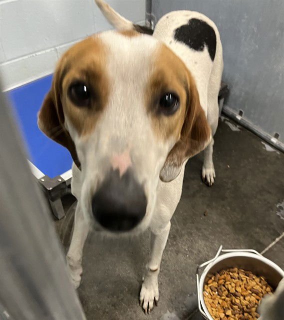 HOLLYHOCK - Treeing Walker Coonhound available for adoption