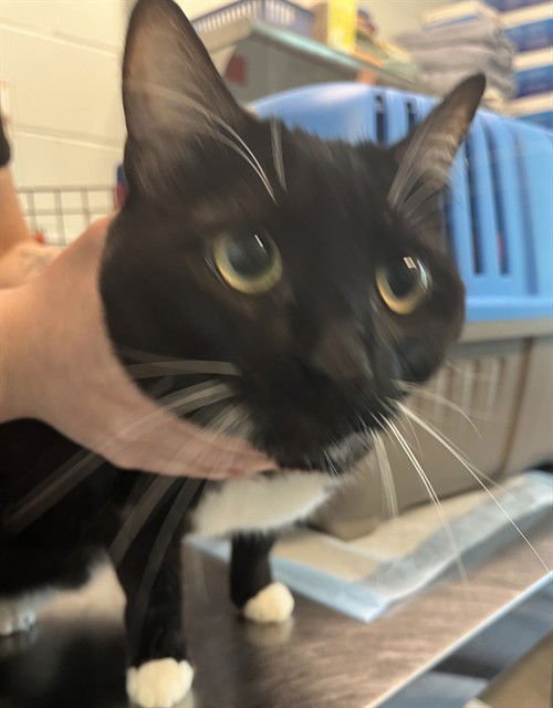 NUBS - Domestic Short Hair available for adoption