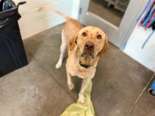 TUKTUK - Labrador Retriever available for adoption