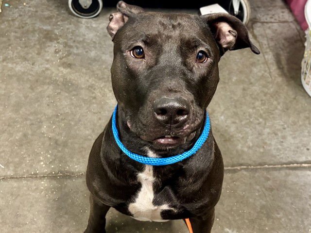 LEILA - American Staffordshire Terrier available for adoption