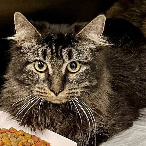 CHESTNUT - Domestic Medium Hair available for adoption