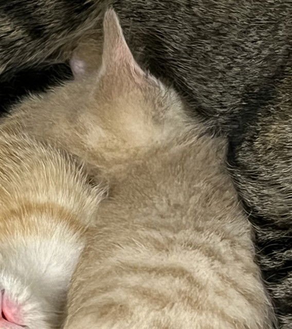 A078693 - Domestic Short Hair available for adoption