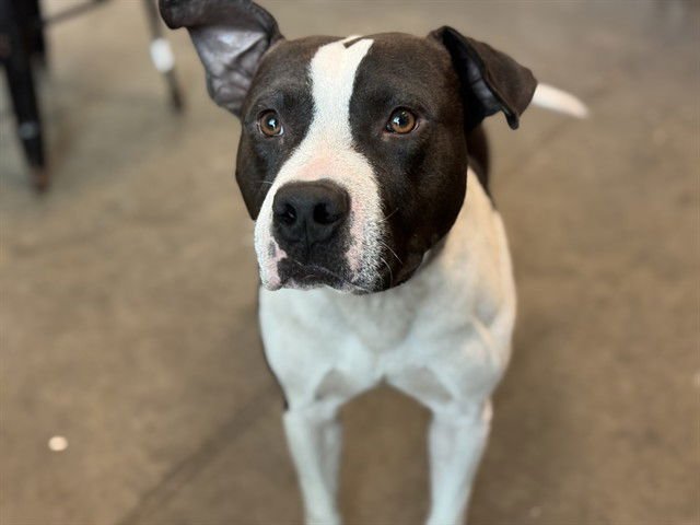 JIMMY NEUTRON - Labrador Retriever available for adoption