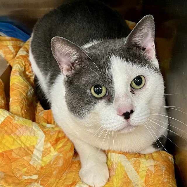 OMI - Domestic Short Hair available for adoption