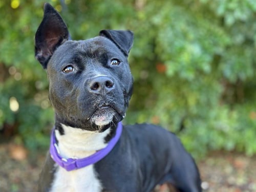 CLEMENTINE - Staffordshire Bull Terrier available for adoption