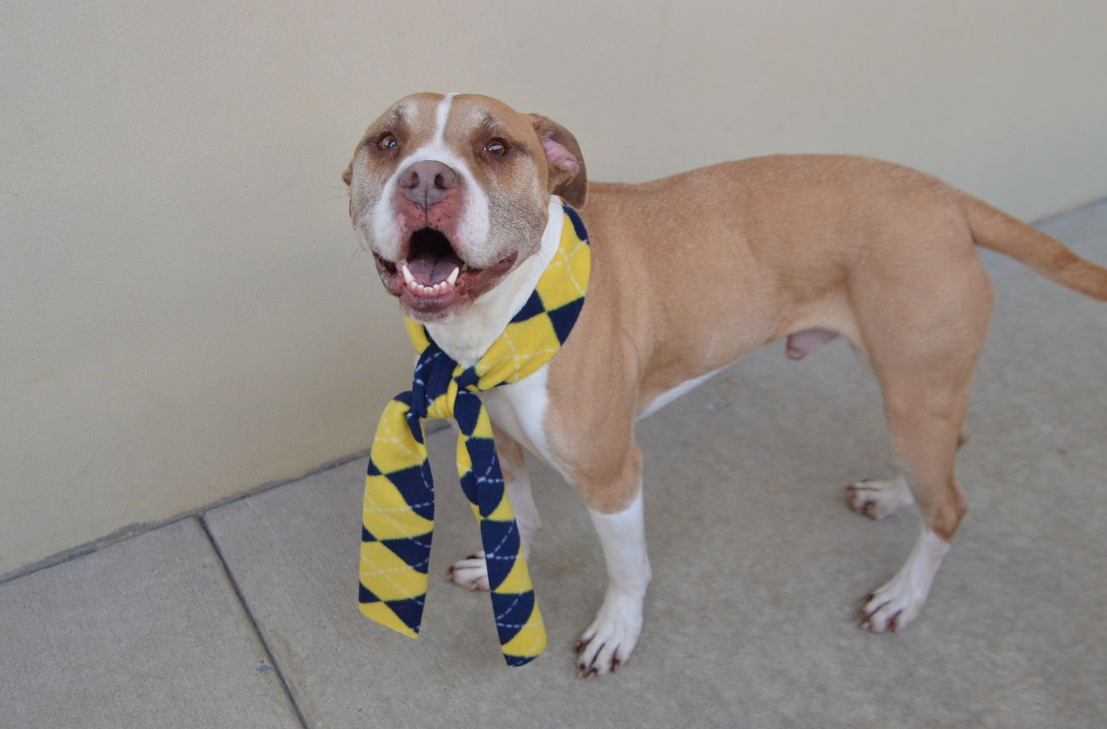 JACKPOT - Pit Bull Terrier available for adoption