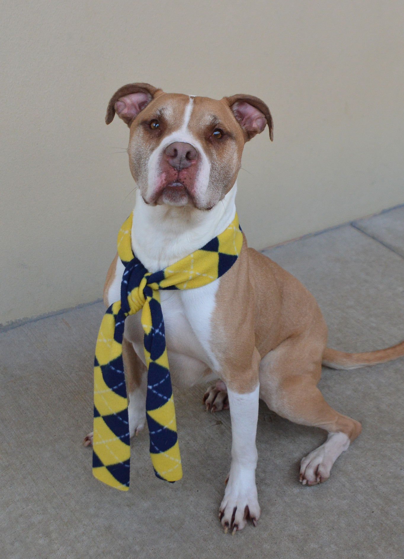 JACKPOT - Pit Bull Terrier available for adoption