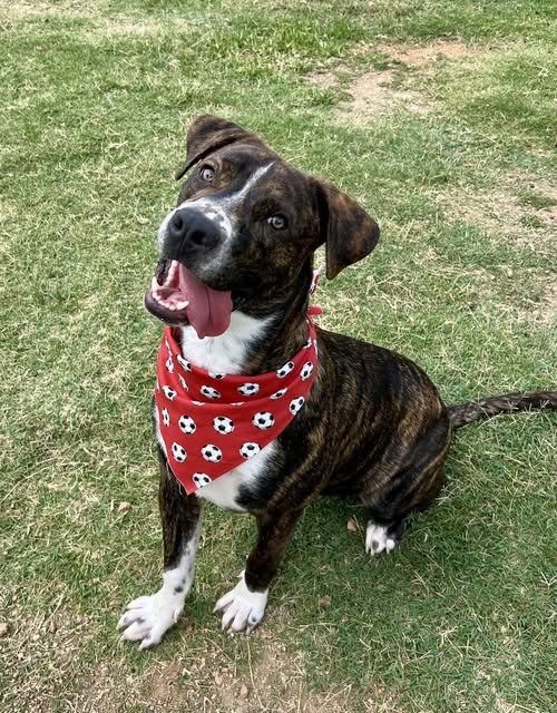 SLATE - Boxer / American Pit Bull Terrier for adoption in McKinney