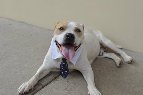 BOULDER (IN FOSTER) - American Pit Bull Terrier for adoption in McKinney