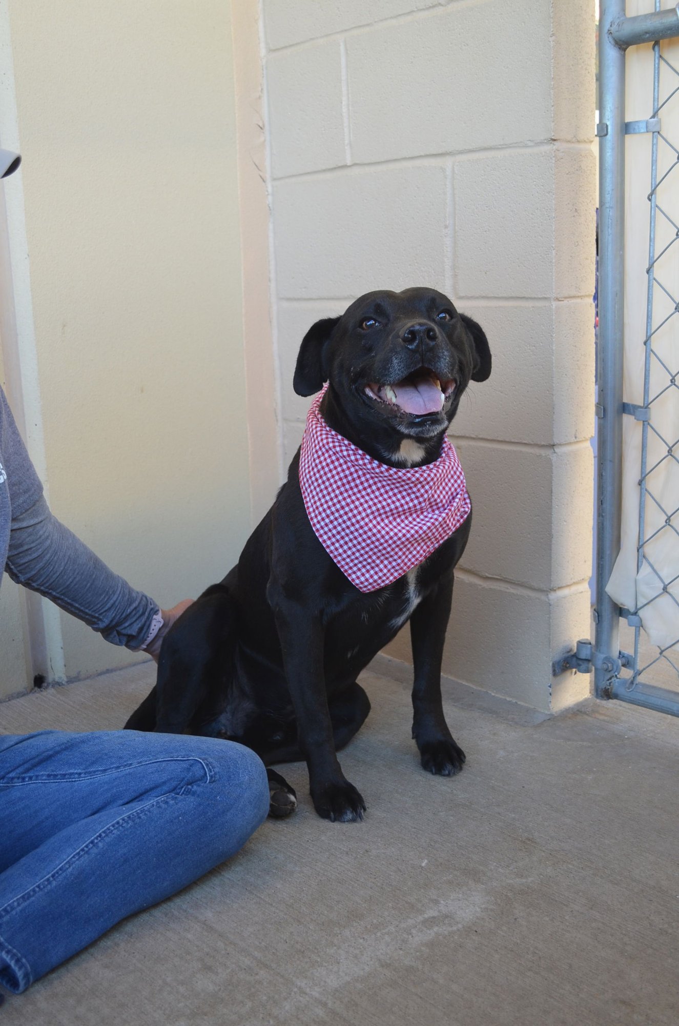 BO - American Staffordshire Terrier available for adoption