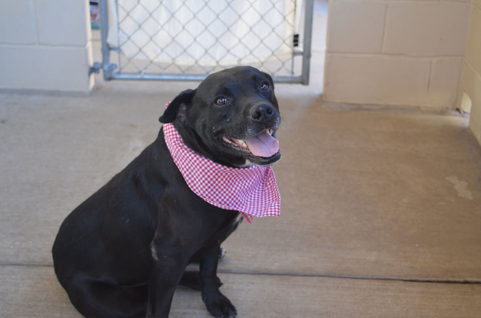 BO - American Staffordshire Terrier available for adoption