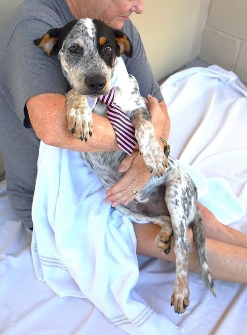 BLORK - Australian Cattle Dog/Blue Heeler available for adoption