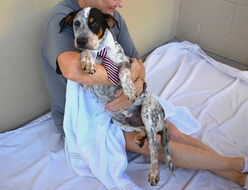 BLORK - Australian Cattle Dog/Blue Heeler available for adoption