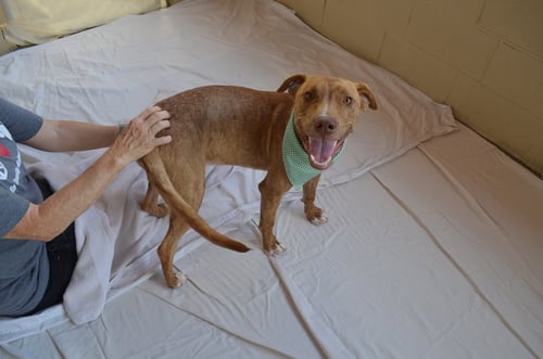GOOSEBERRY - Unknown for adoption in McKinney