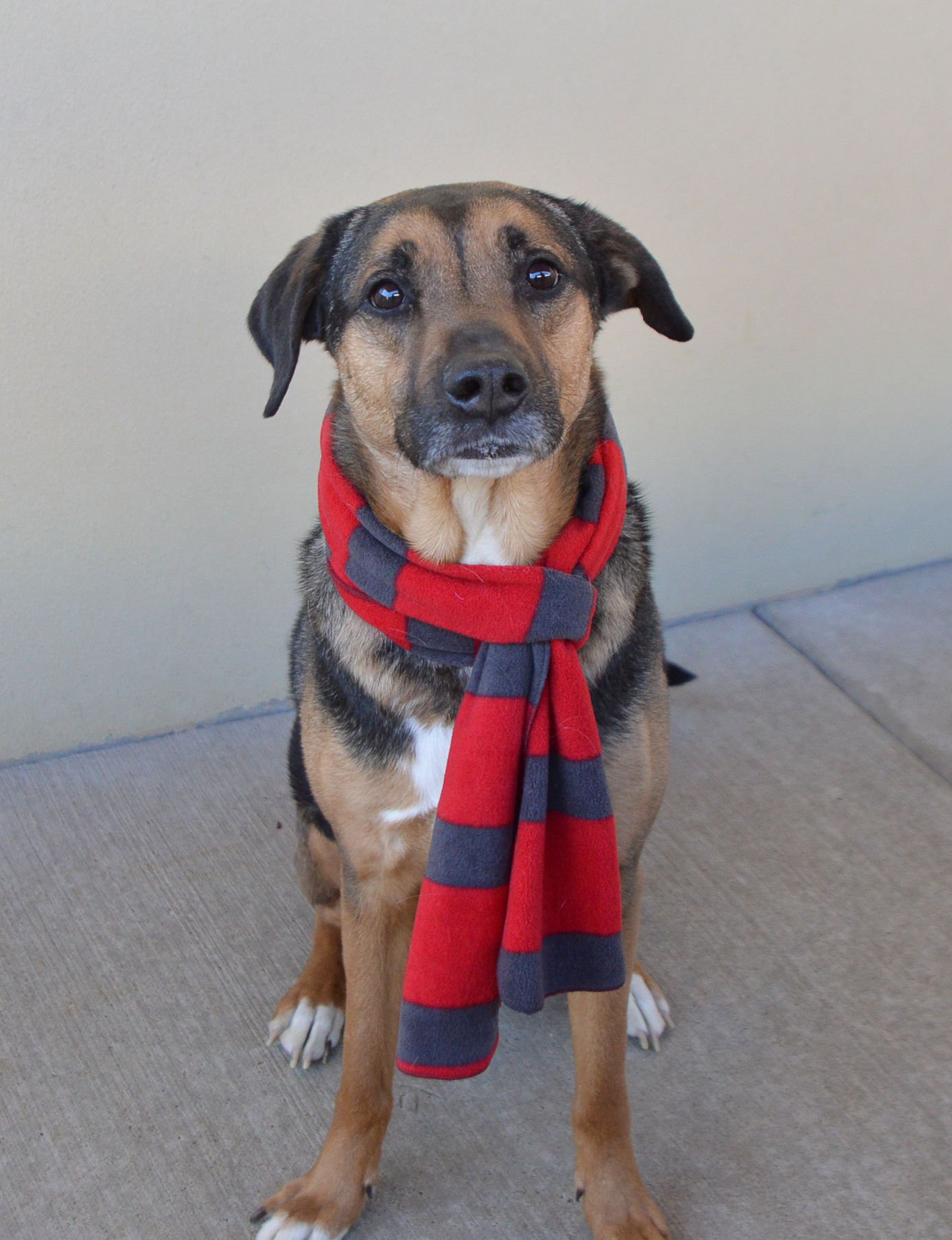 LUTHER - Rottweiler available for adoption