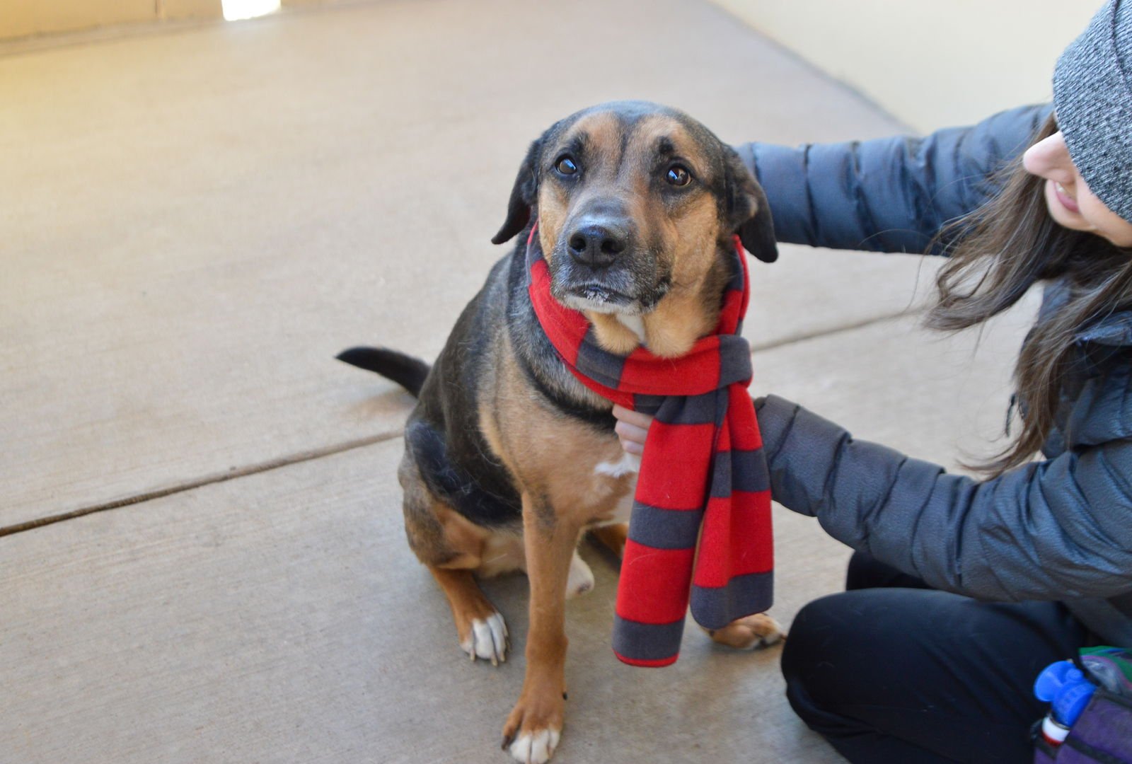 LUTHER - Rottweiler available for adoption