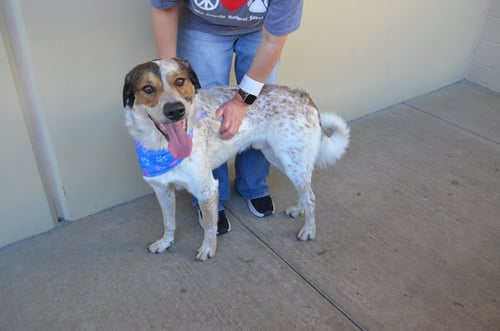 POLLEN RUFF - Shepherd available for adoption