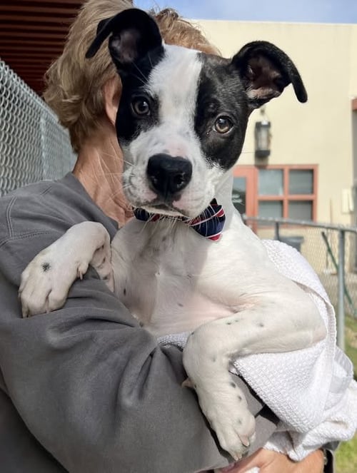 MAUI - Labrador Retriever for adoption in McKinney