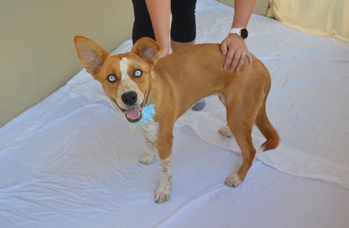 PLONK - Australian Cattle Dog/Blue Heeler / Husky available for adoption